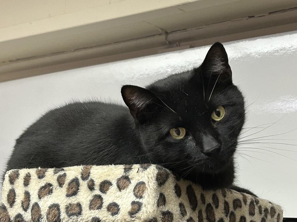 Enlarge Albert, a Adoptable Domestic Short Hair in Westwood, NJ image 1/2
