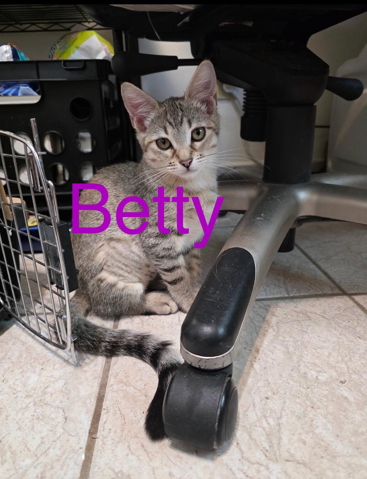 Betty, ADOPTABLE, Young Female Tabby & Domestic Short Hair.