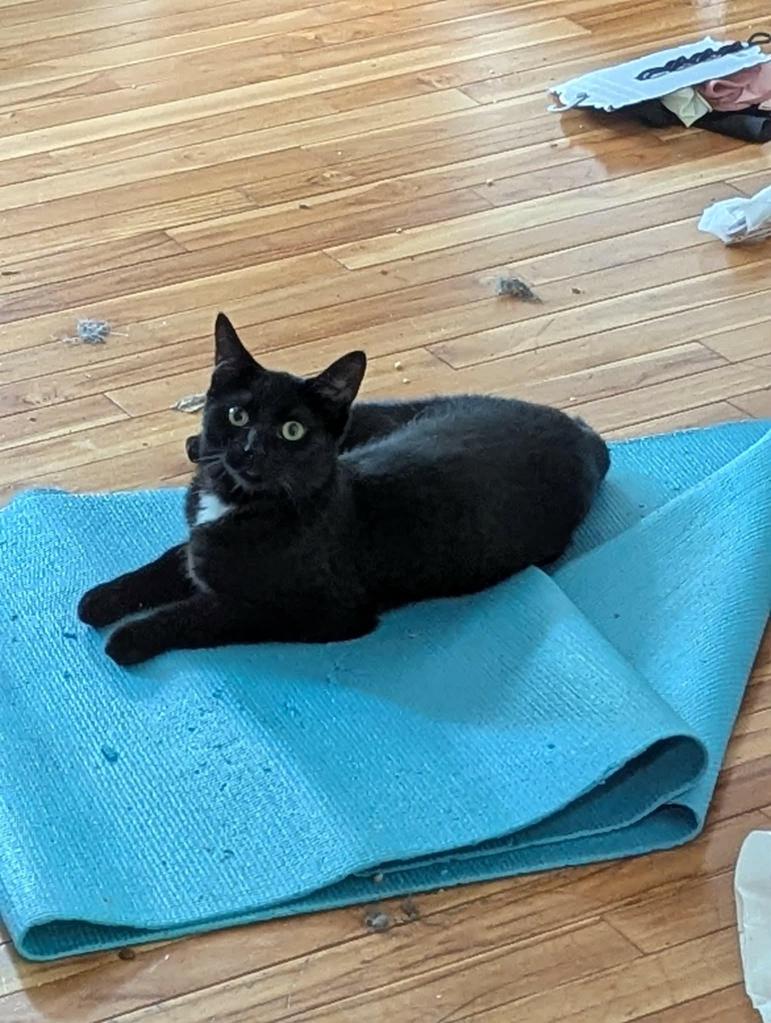 Soot, ADOPTABLE, Kitten Male Domestic Short Hair.
