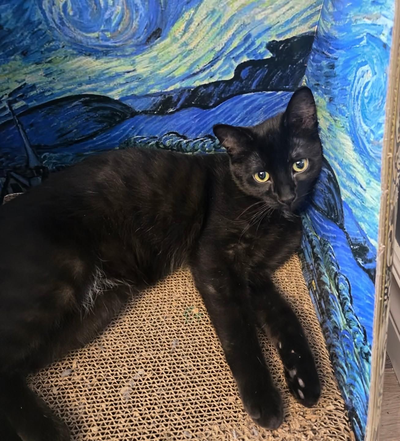 Soot, ADOPTABLE, Kitten Male Domestic Short Hair.