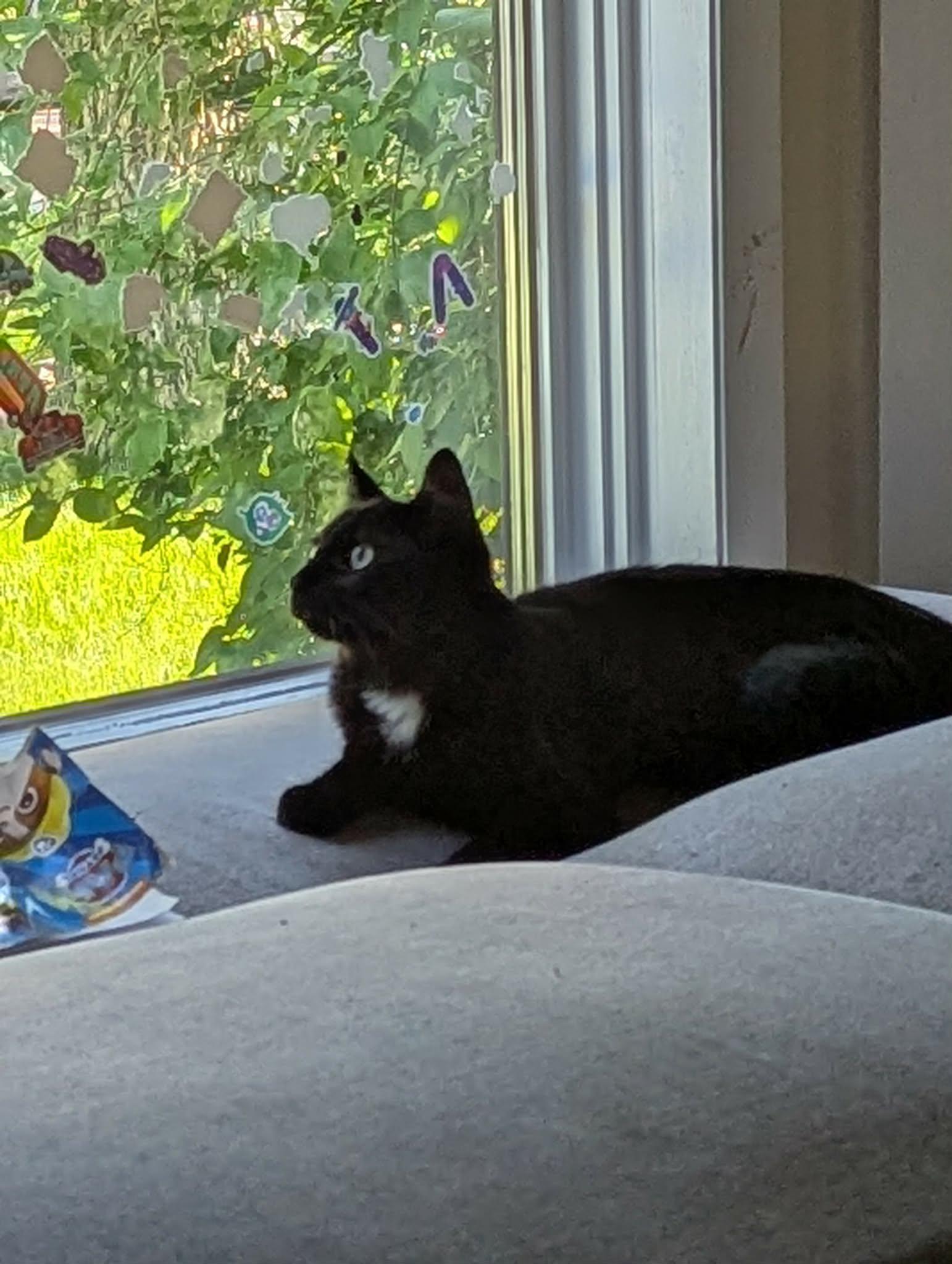 Soot, a ADOPTABLE Domestic Short Hair in Winnipeg, MB image 6/6