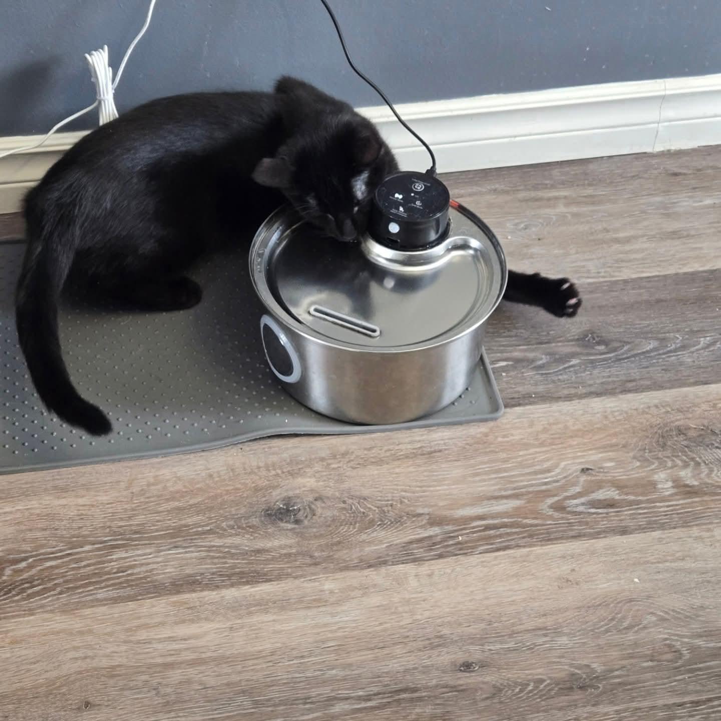 Enlarge Soot, a ADOPTABLE Domestic Short Hair in Winnipeg, MB image 4/4