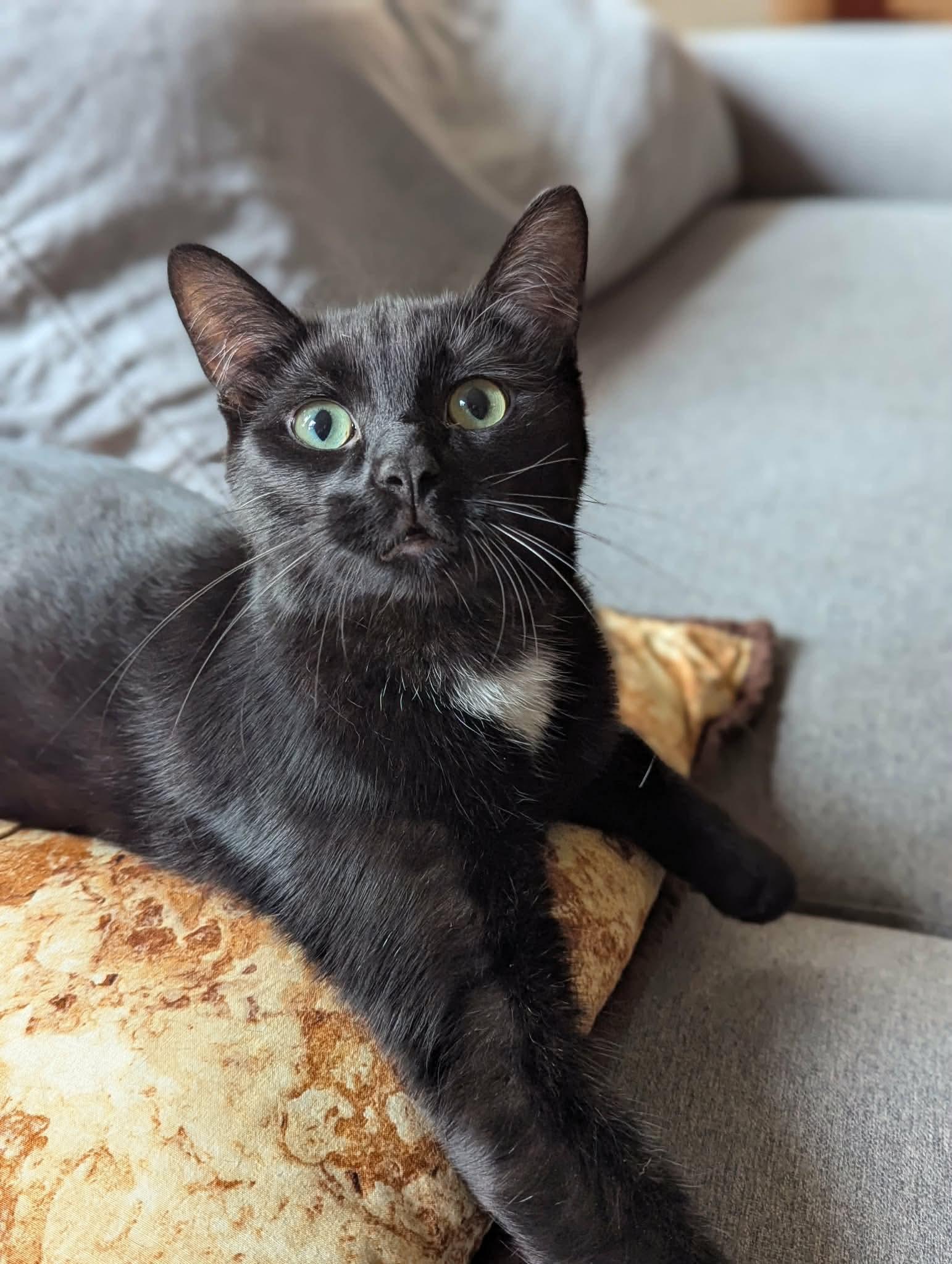Soot, ADOPTABLE, Kitten Male Domestic Short Hair.