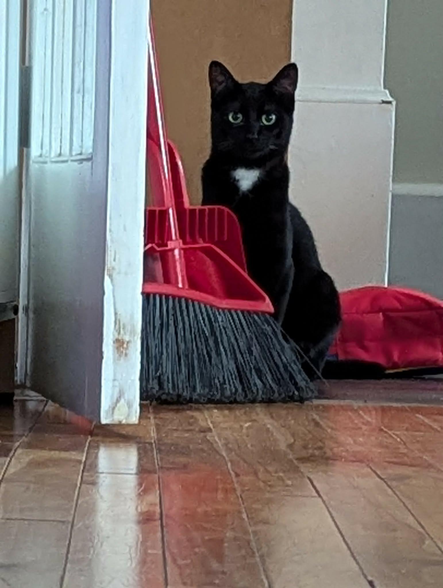 Soot, a ADOPTABLE Domestic Short Hair in Winnipeg, MB image 2/6