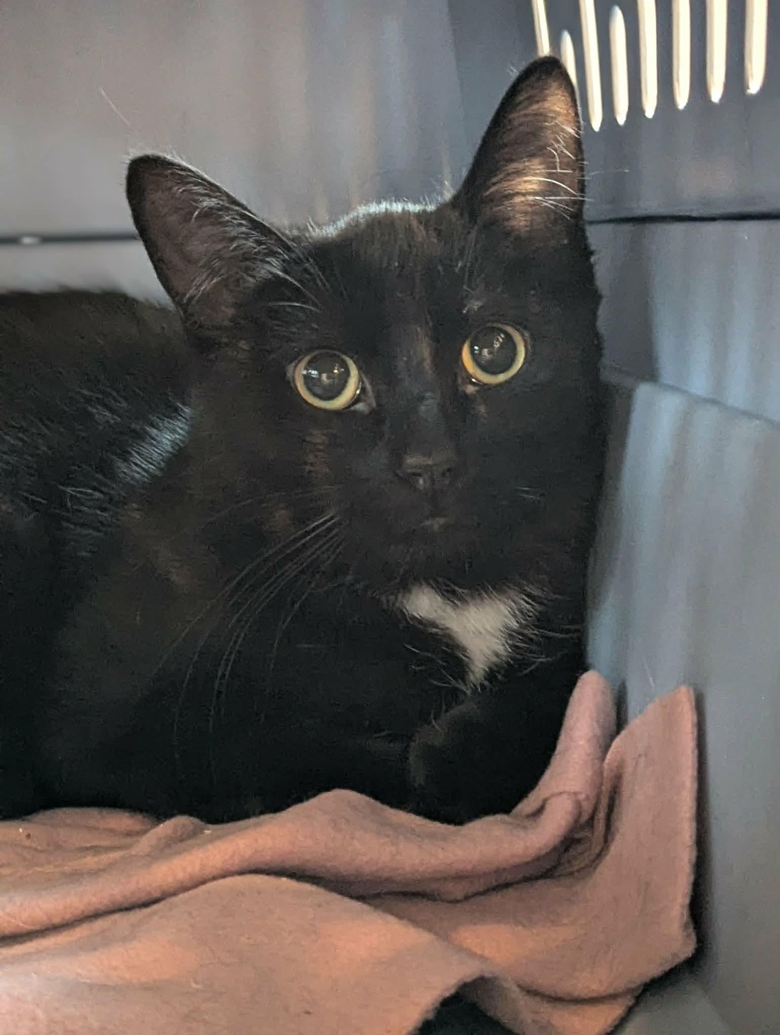 Soot, a ADOPTABLE Domestic Short Hair in Winnipeg, MB image 4/4