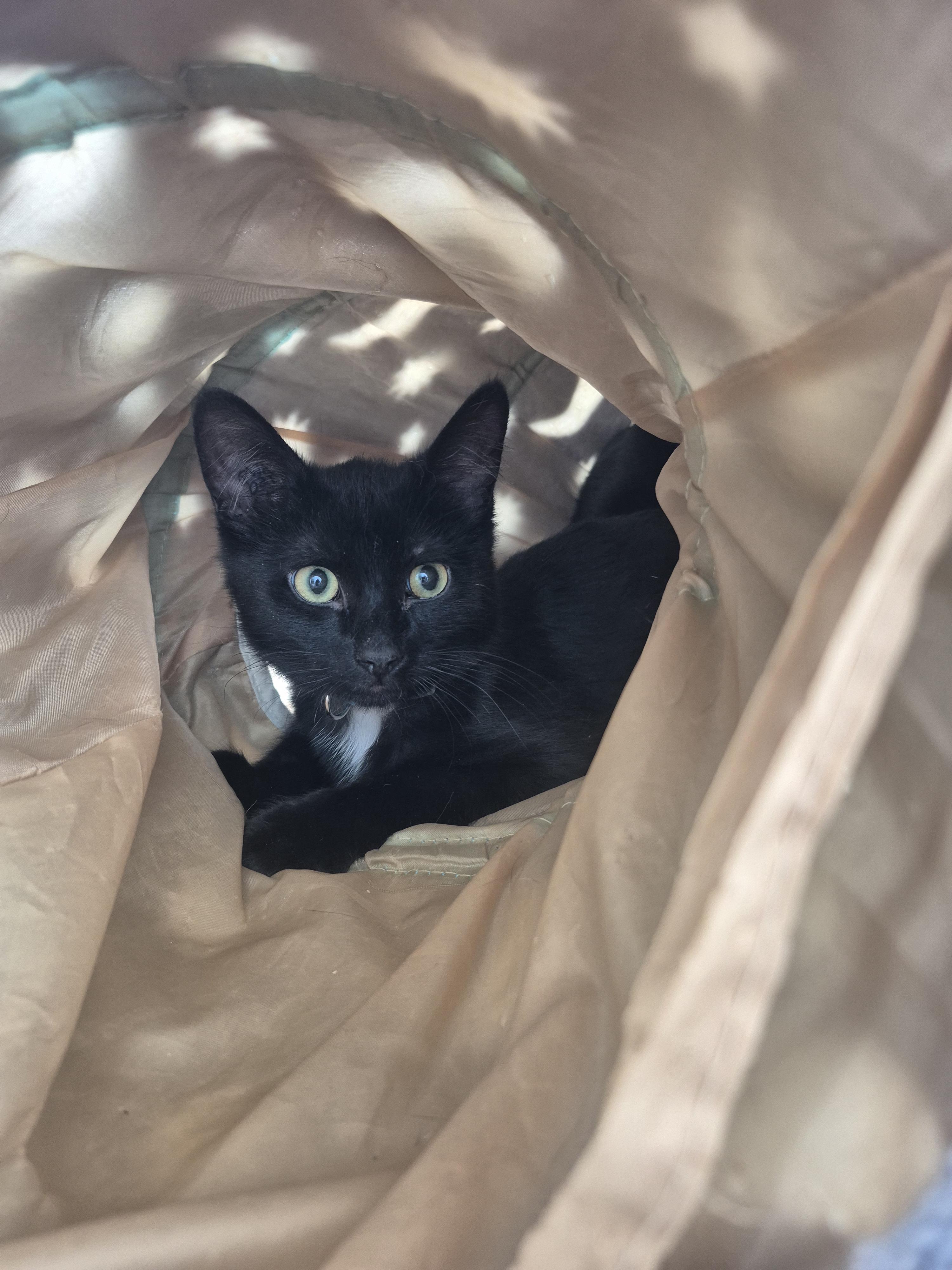 Enlarge Soot, a ADOPTABLE Domestic Short Hair in Winnipeg, MB image 3/4