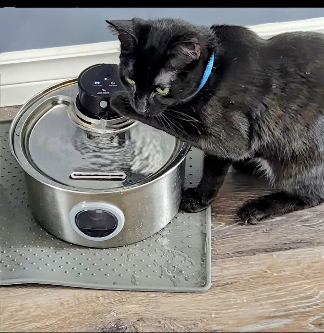 Enlarge Soot, a ADOPTABLE Domestic Short Hair in Winnipeg, MB image 2/4