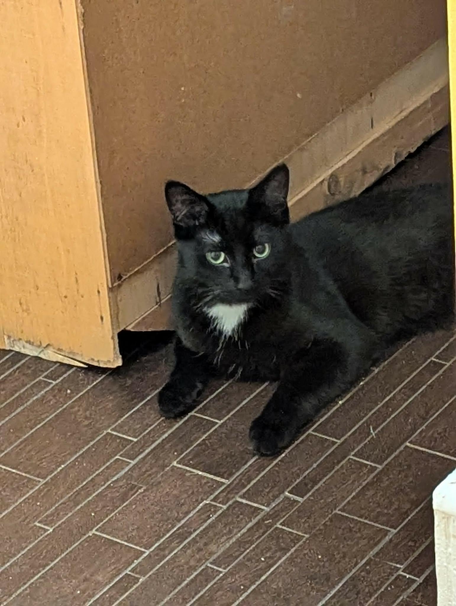 Soot, a ADOPTABLE Domestic Short Hair in Winnipeg, MB image 5/6