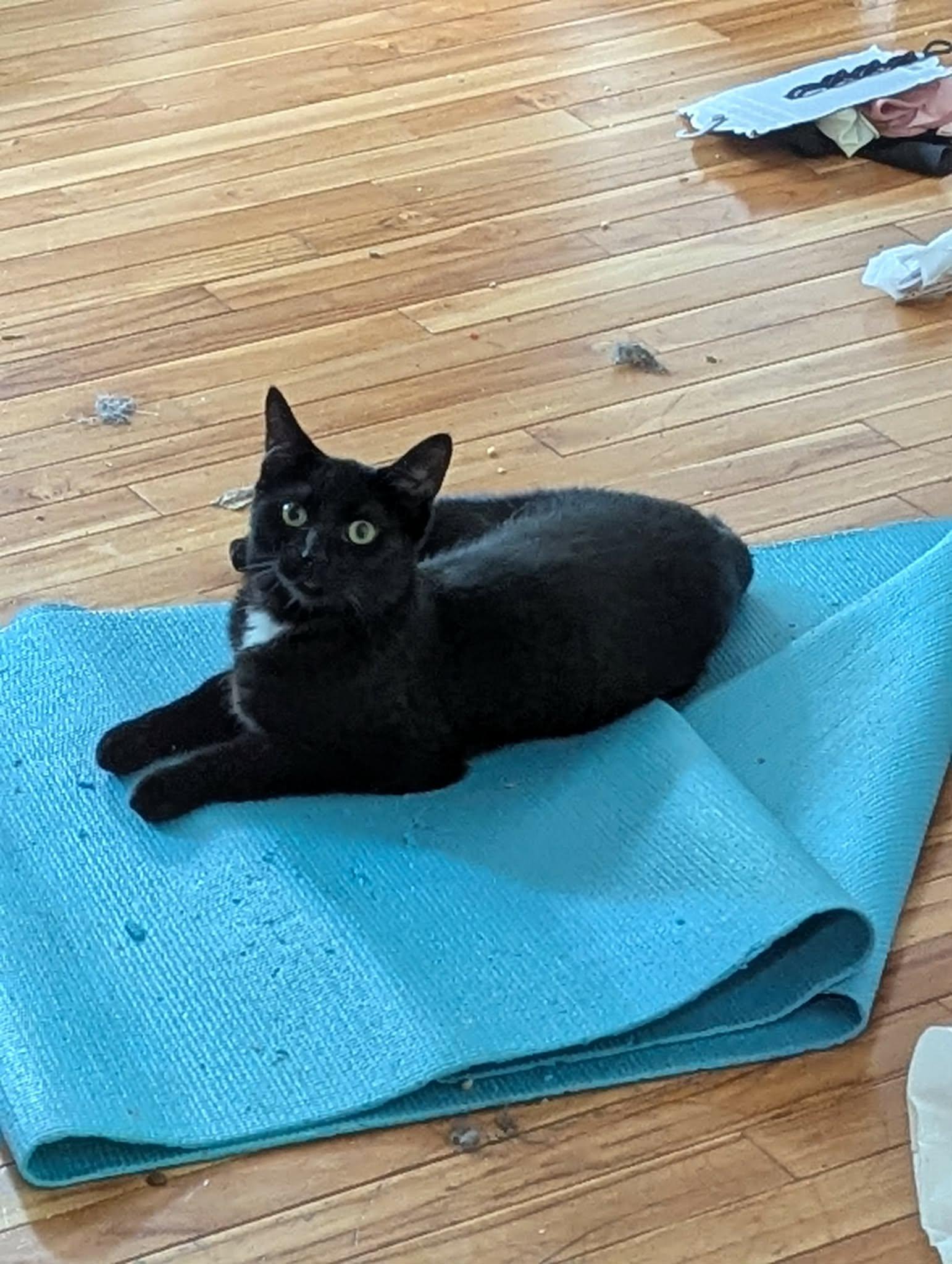 Soot, a ADOPTABLE Domestic Short Hair in Winnipeg, MB image 4/6