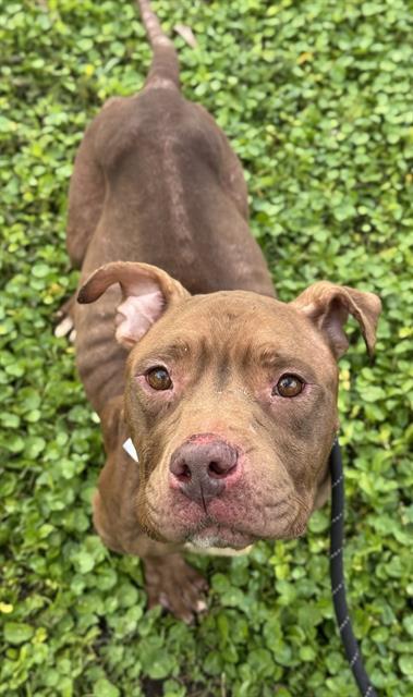 COCO, Adoptable, Adult Female American Staffordshire Terrier.