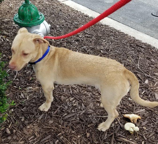 Enlarge Abe, an adoptable mixed breed in Greensboro, GA image 6/6