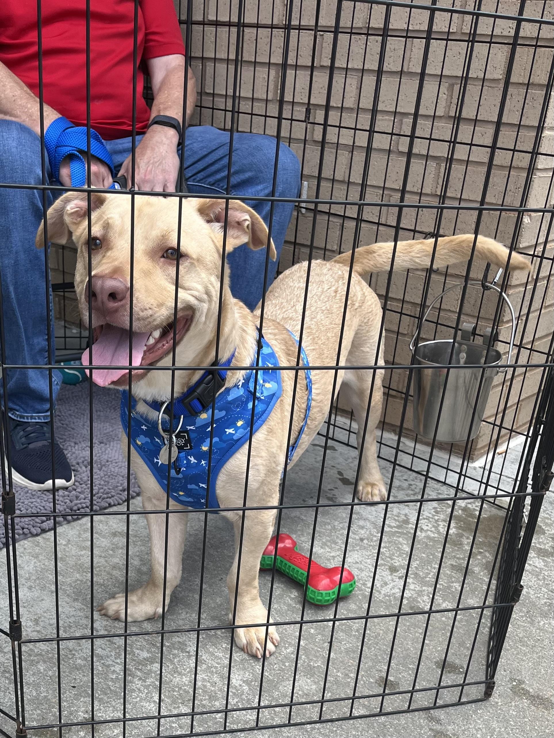 Enlarge Abe, an adoptable mixed breed in Greensboro, GA image 2/6