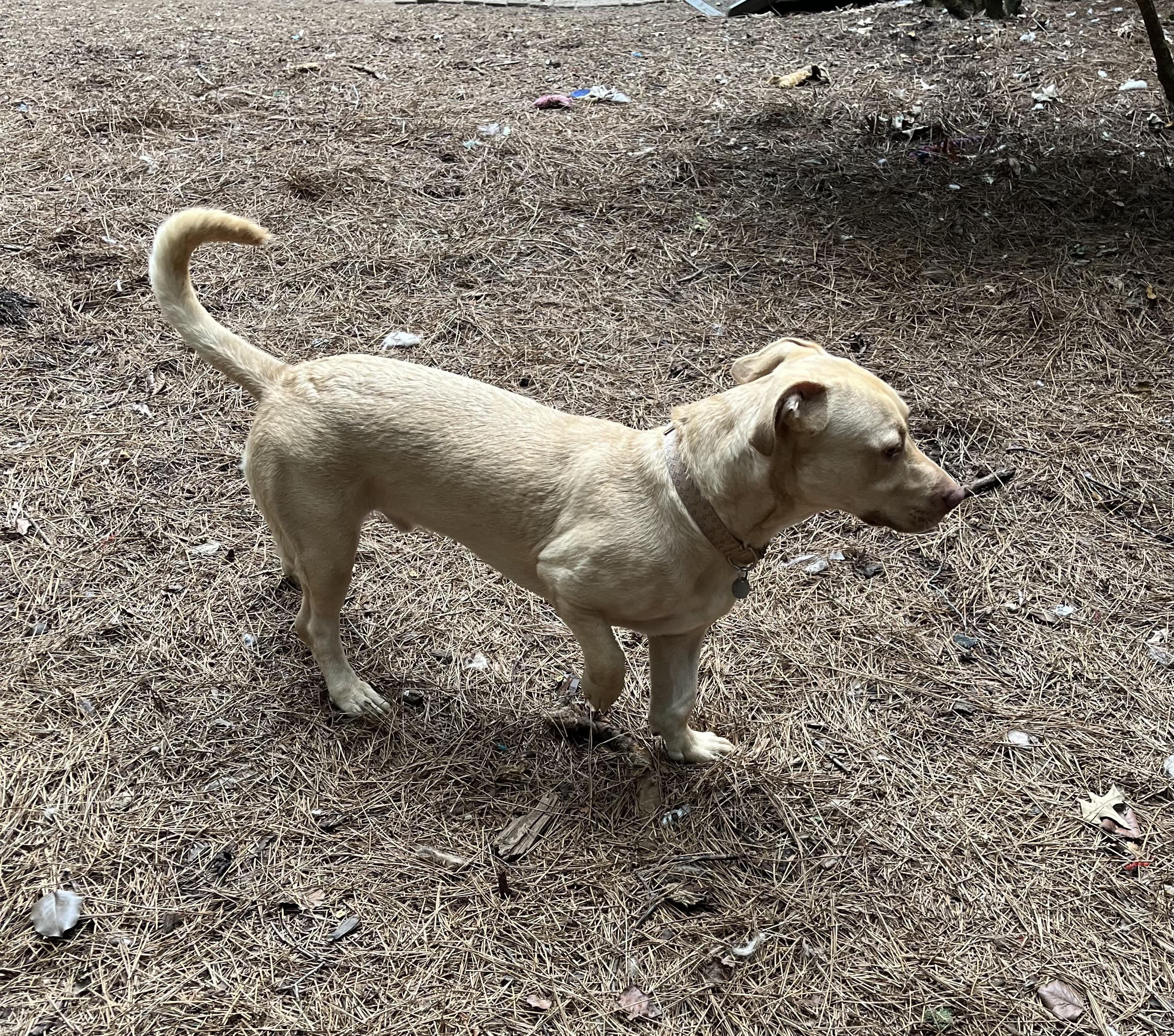 Enlarge Abe, an adoptable mixed breed in Greensboro, GA image 5/6