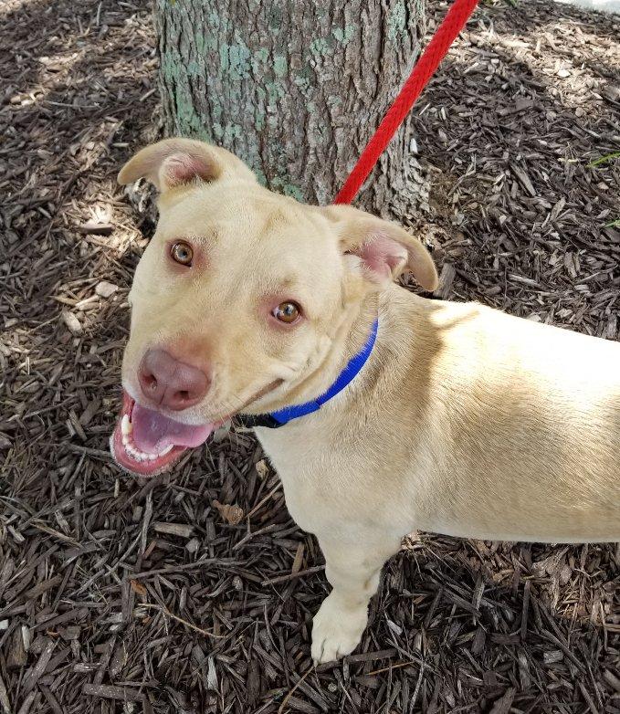 Enlarge Abe, an adoptable mixed breed in Greensboro, GA image 1/6