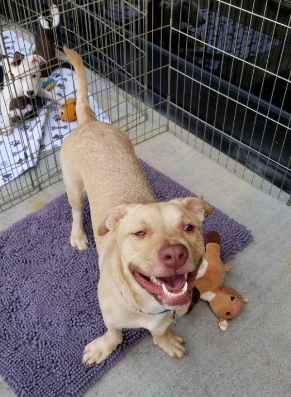 Enlarge Abe, an adoptable mixed breed in Greensboro, GA image 4/6