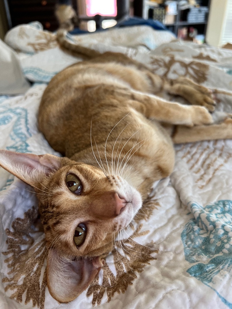 Ginny, Adopted, Adult Female Oriental Short Hair.