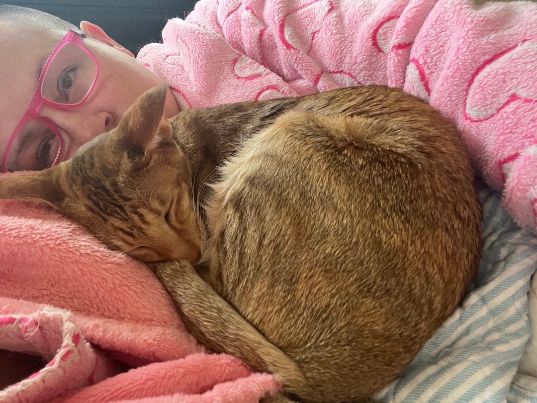 Enlarge Ginny, a Adopted Oriental Short Hair in Rock Spring, GA image 2/7