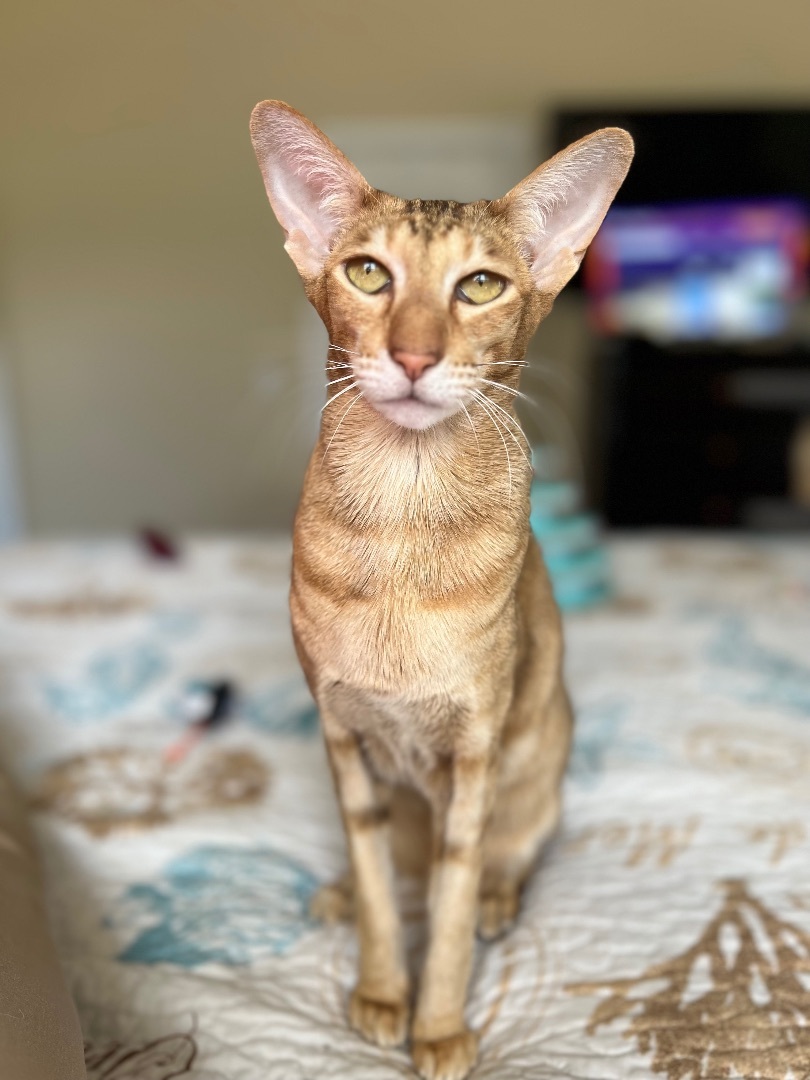 Enlarge Ginny, a Adopted Oriental Short Hair in Rock Spring, GA image 3/7
