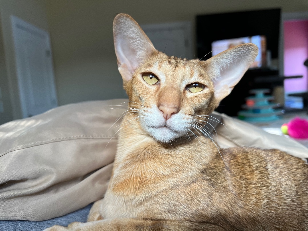 Enlarge Ginny, a Adopted Oriental Short Hair in Rock Spring, GA image 4/7