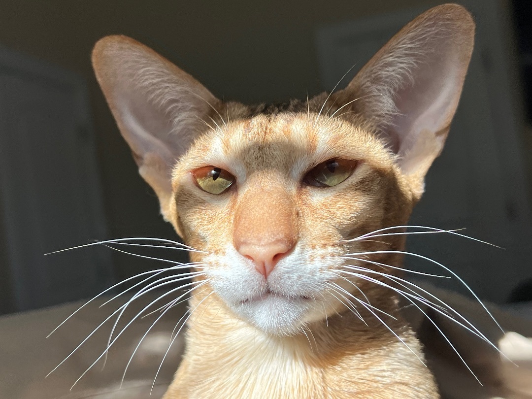 Enlarge Ginny, a Adopted Oriental Short Hair in Rock Spring, GA image 5/7