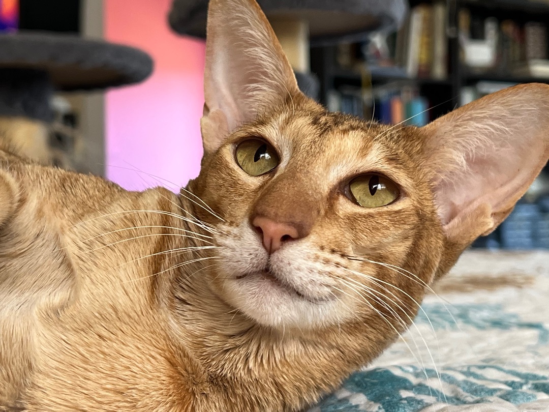 Enlarge Ginny, a Adopted Oriental Short Hair in Rock Spring, GA image 6/7