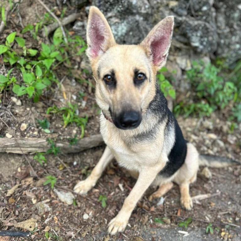 KETA (loves cuddles), Adoptable, Young Female German Shepherd Dog.