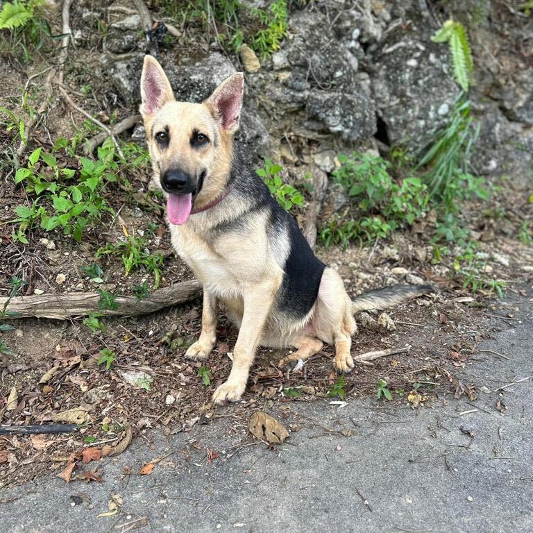 KETA (loves cuddles), a Adoptable mixed breed in New York, NY image 2/12