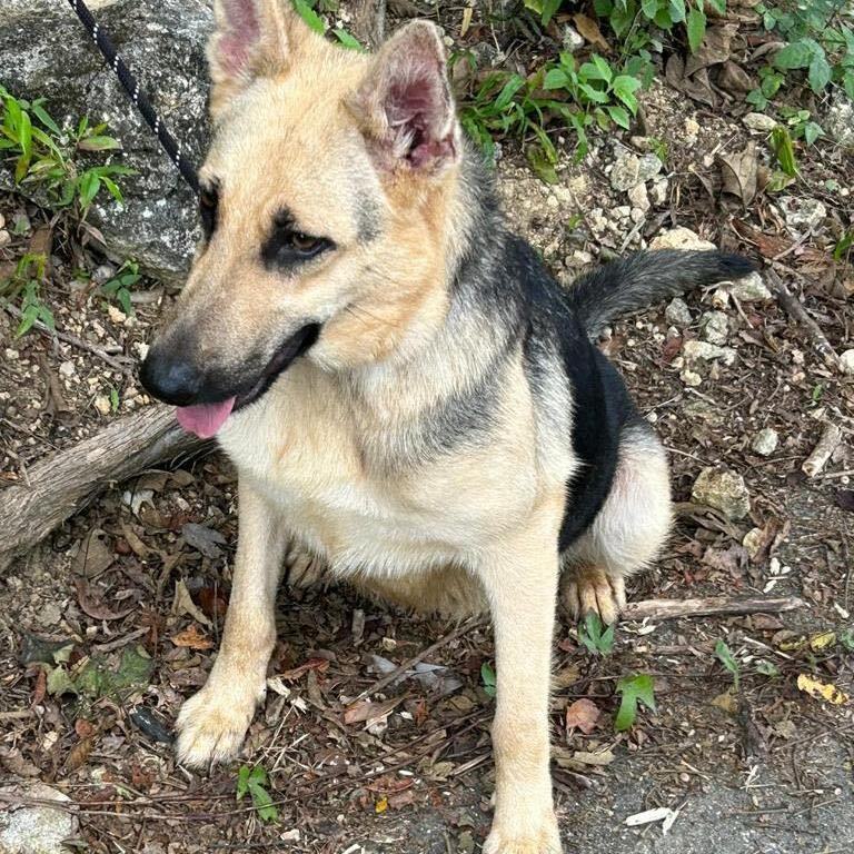 KETA (loves cuddles), a Adoptable mixed breed in New York, NY image 3/12