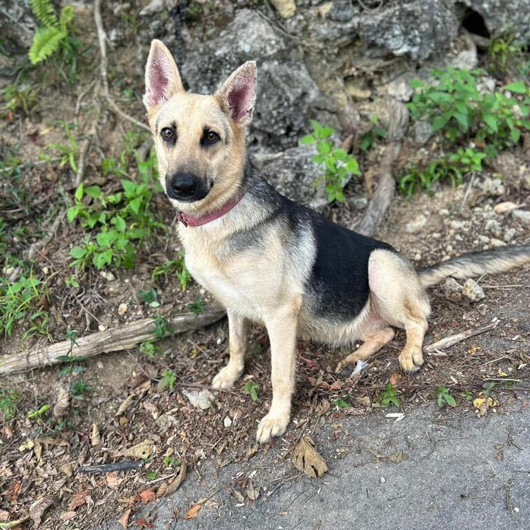 KETA (loves cuddles), a Adoptable mixed breed in New York, NY image 4/12