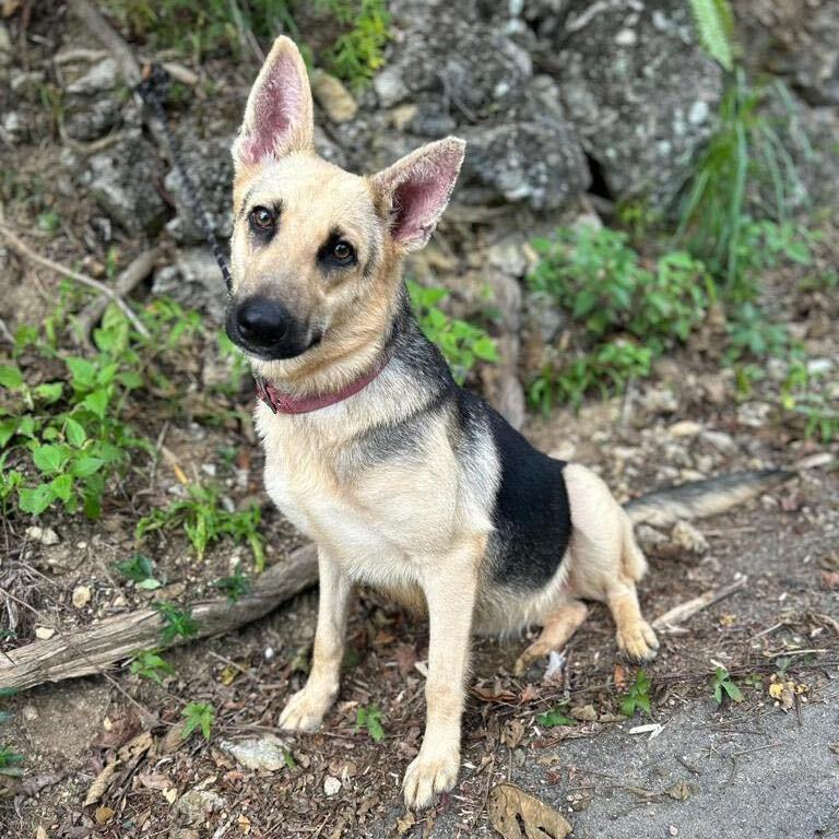 KETA (loves cuddles), a Adoptable mixed breed in New York, NY image 5/12