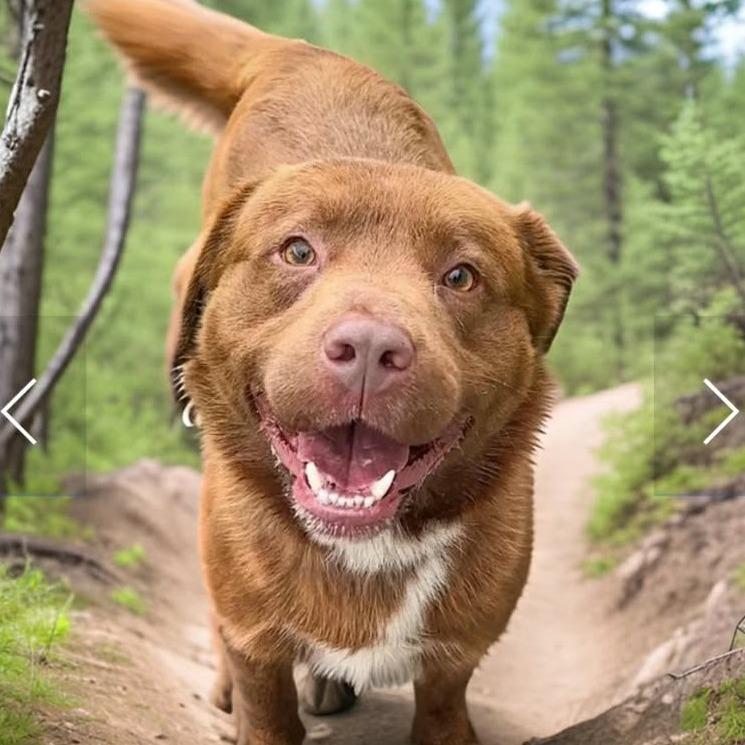 Yogi, a Adoptable Mixed Breed in Fort Bragg, CA image 1/3