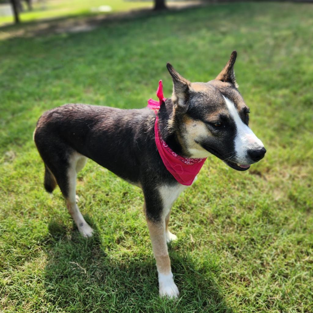 Misty JuM, a Adoptable mixed breed in Austin, TX image 1/6