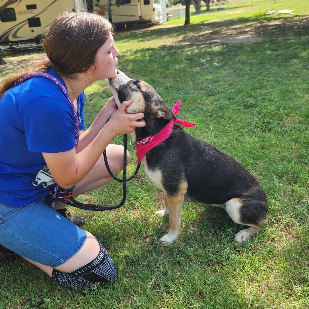 Misty JuM, a Adoptable mixed breed in Austin, TX image 2/6