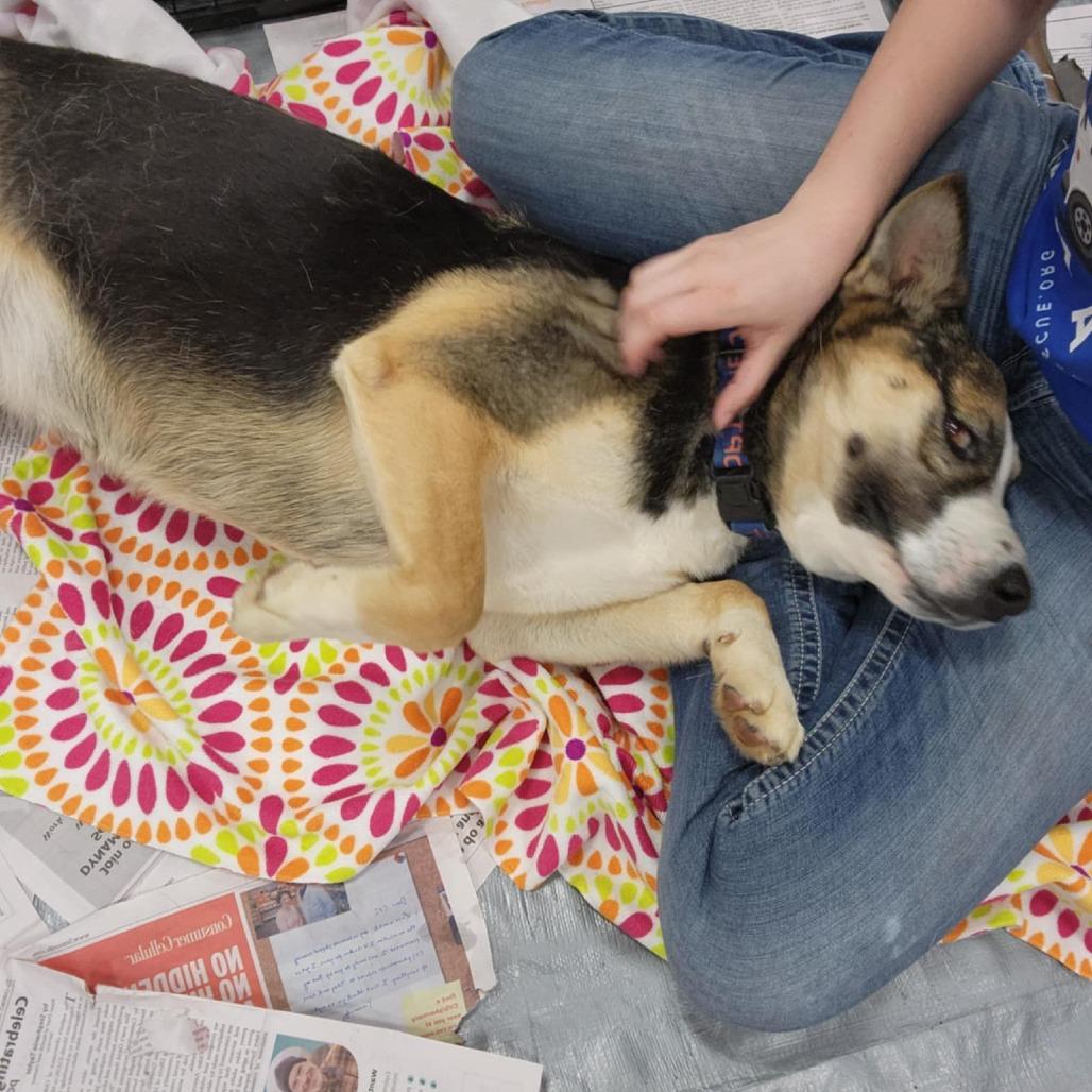 Enlarge Misty JuM, a Adoptable mixed breed in Austin, TX image 6/6