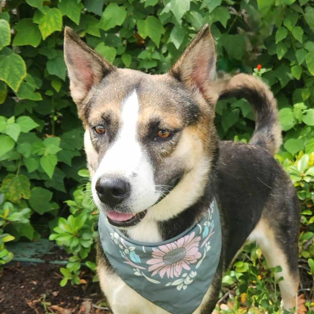 Misty JuM, Adoptable, Adult Female Husky & Shepherd.
