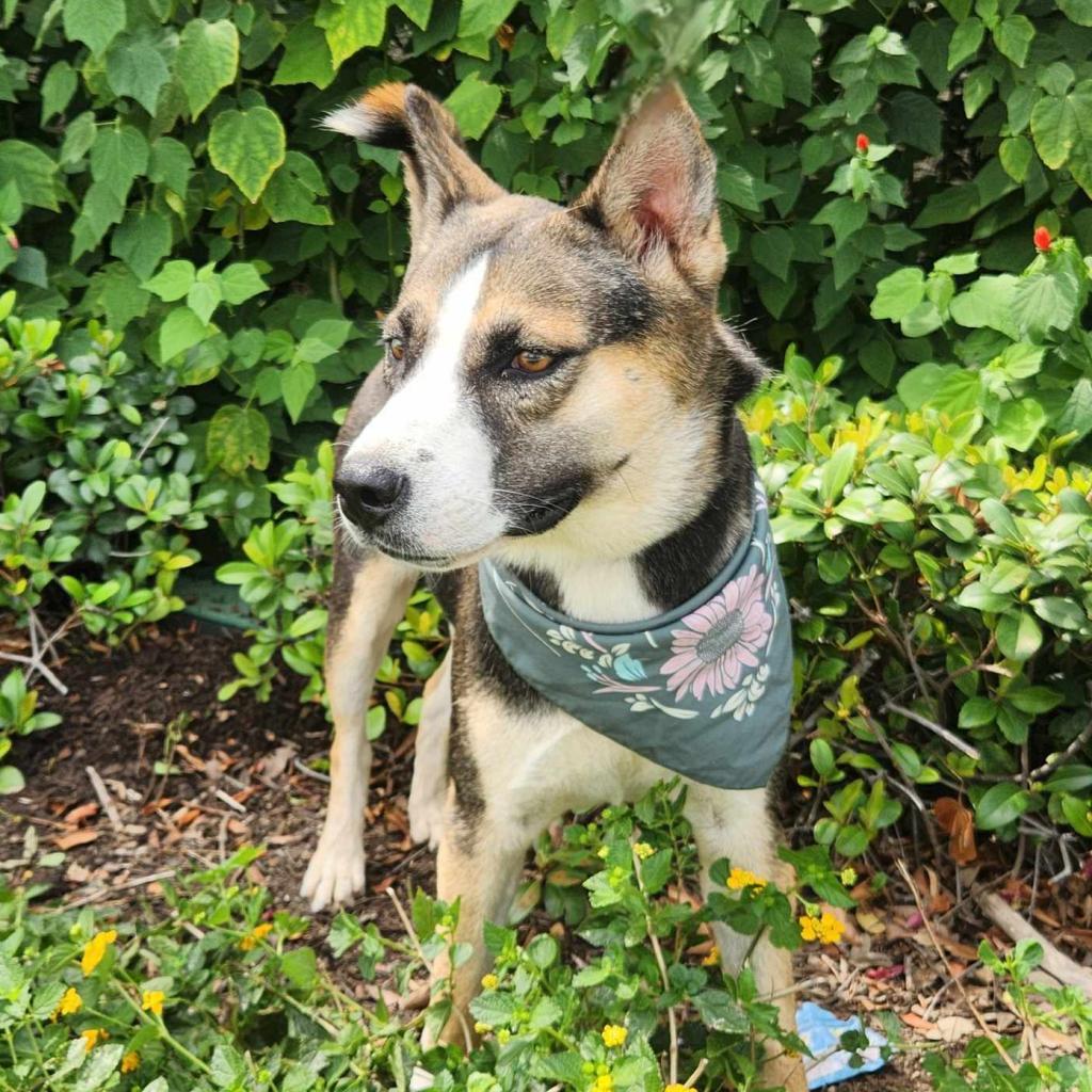 Misty JuM, a Adoptable mixed breed in Austin, TX image 4/6