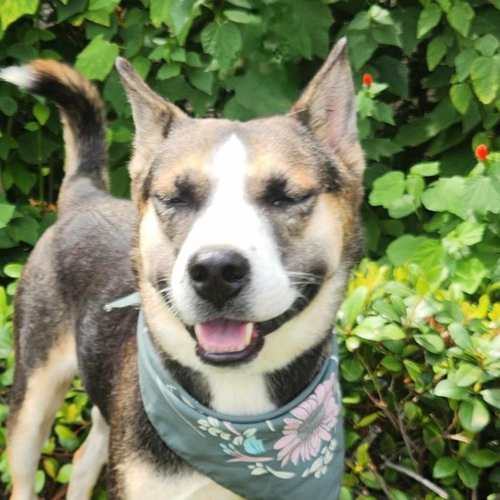 Misty JuM, a Adoptable mixed breed in Austin, TX image 5/6