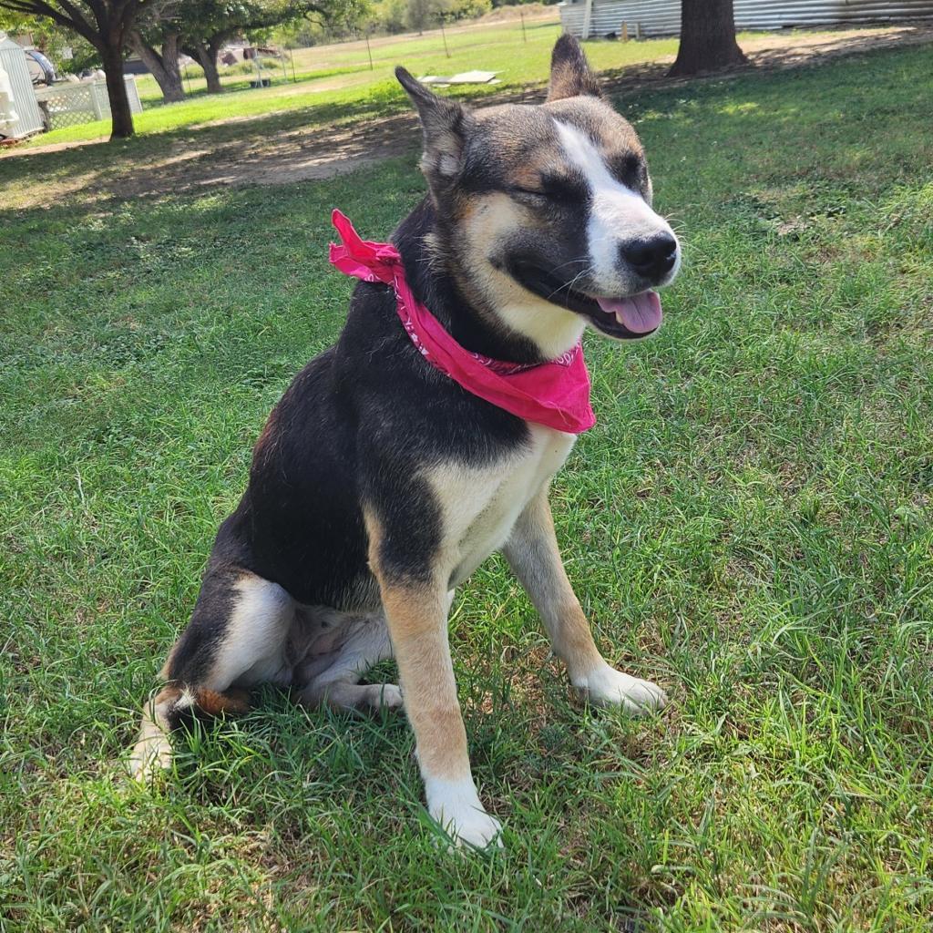 Misty JuM, a Adoptable mixed breed in Austin, TX image 6/6