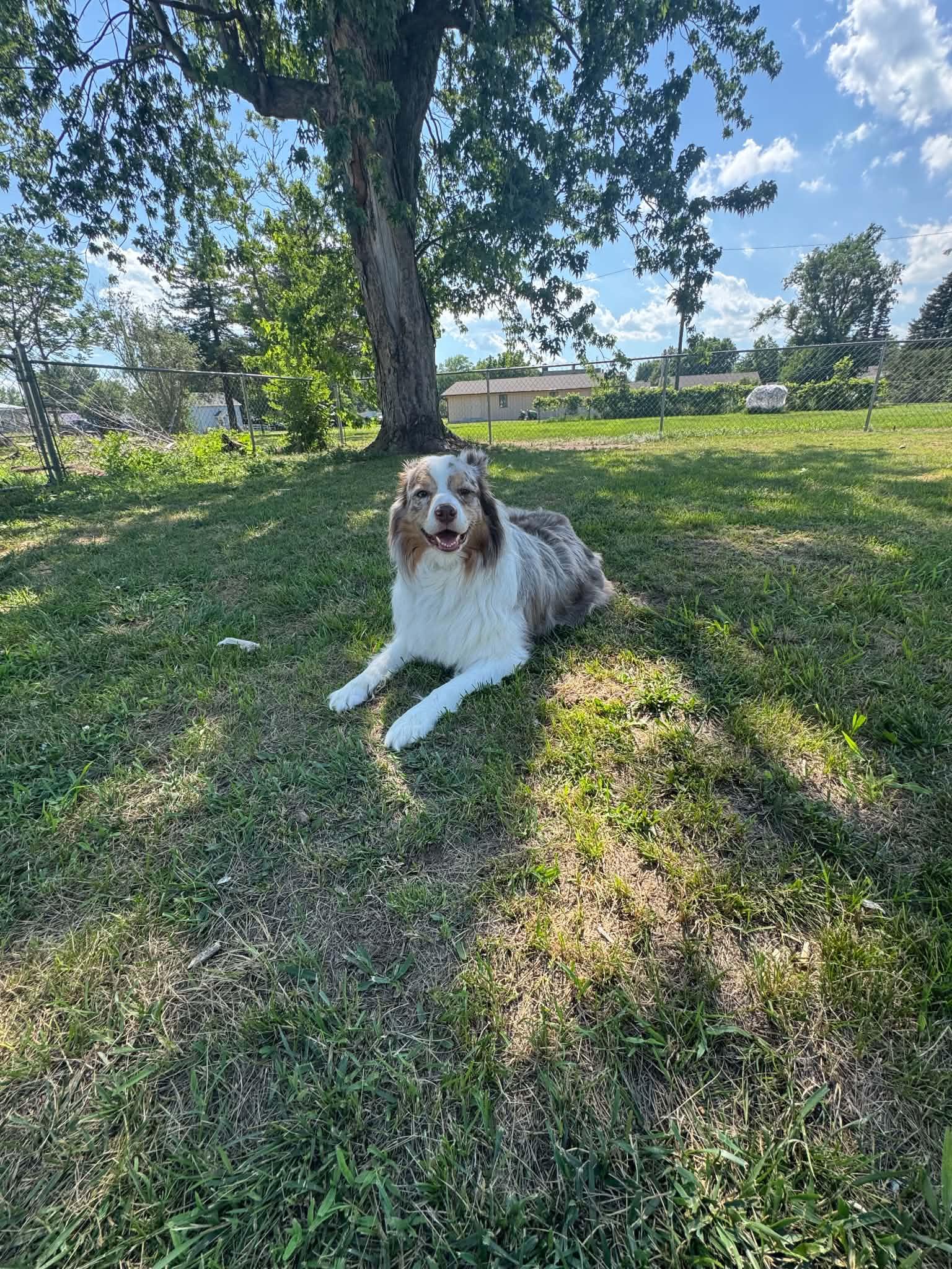 Chief, a ADOPTABLE Australian Shepherd in ONeill, NE image 6/6