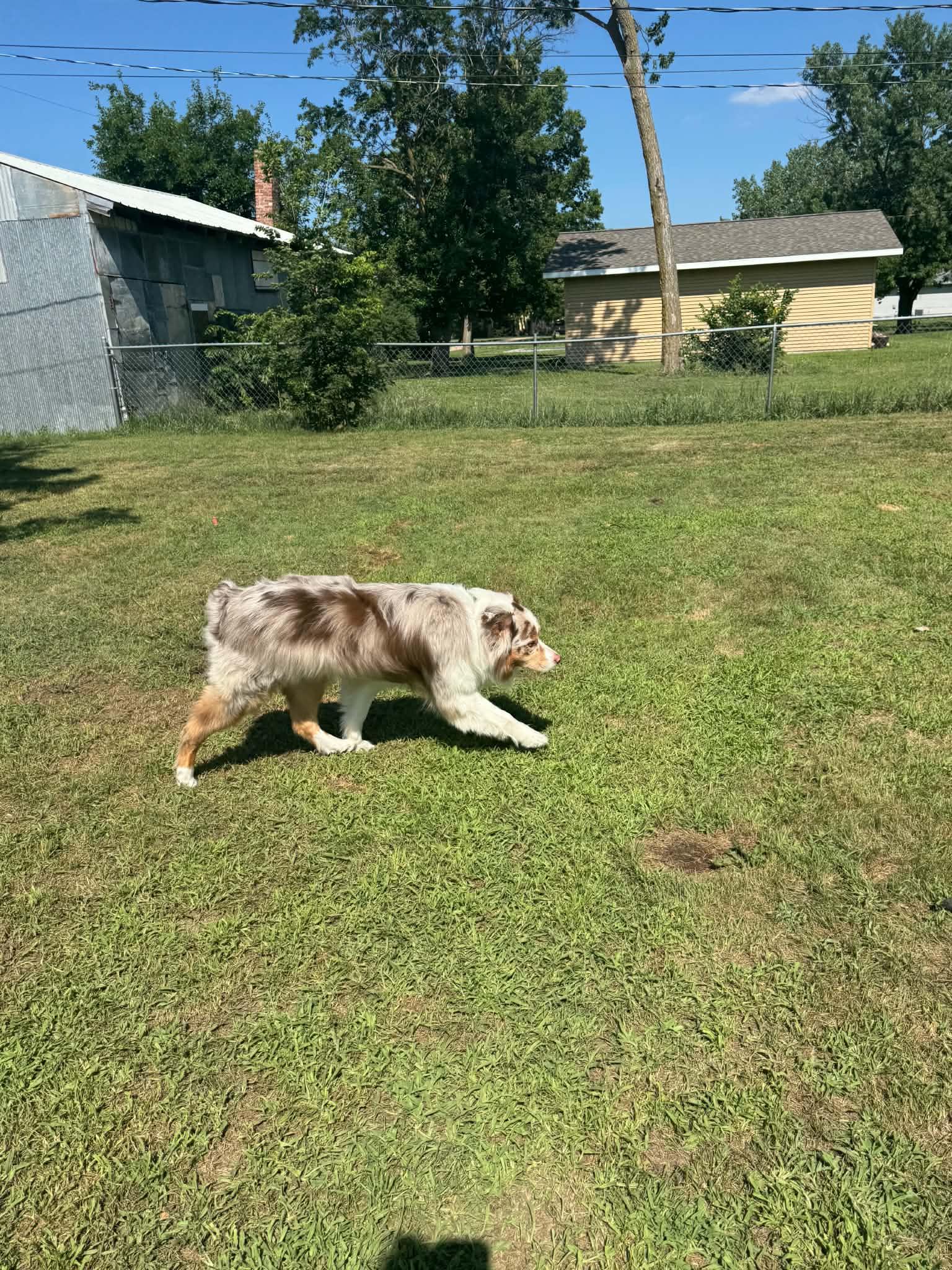 Chief, a ADOPTABLE Australian Shepherd in ONeill, NE image 4/6