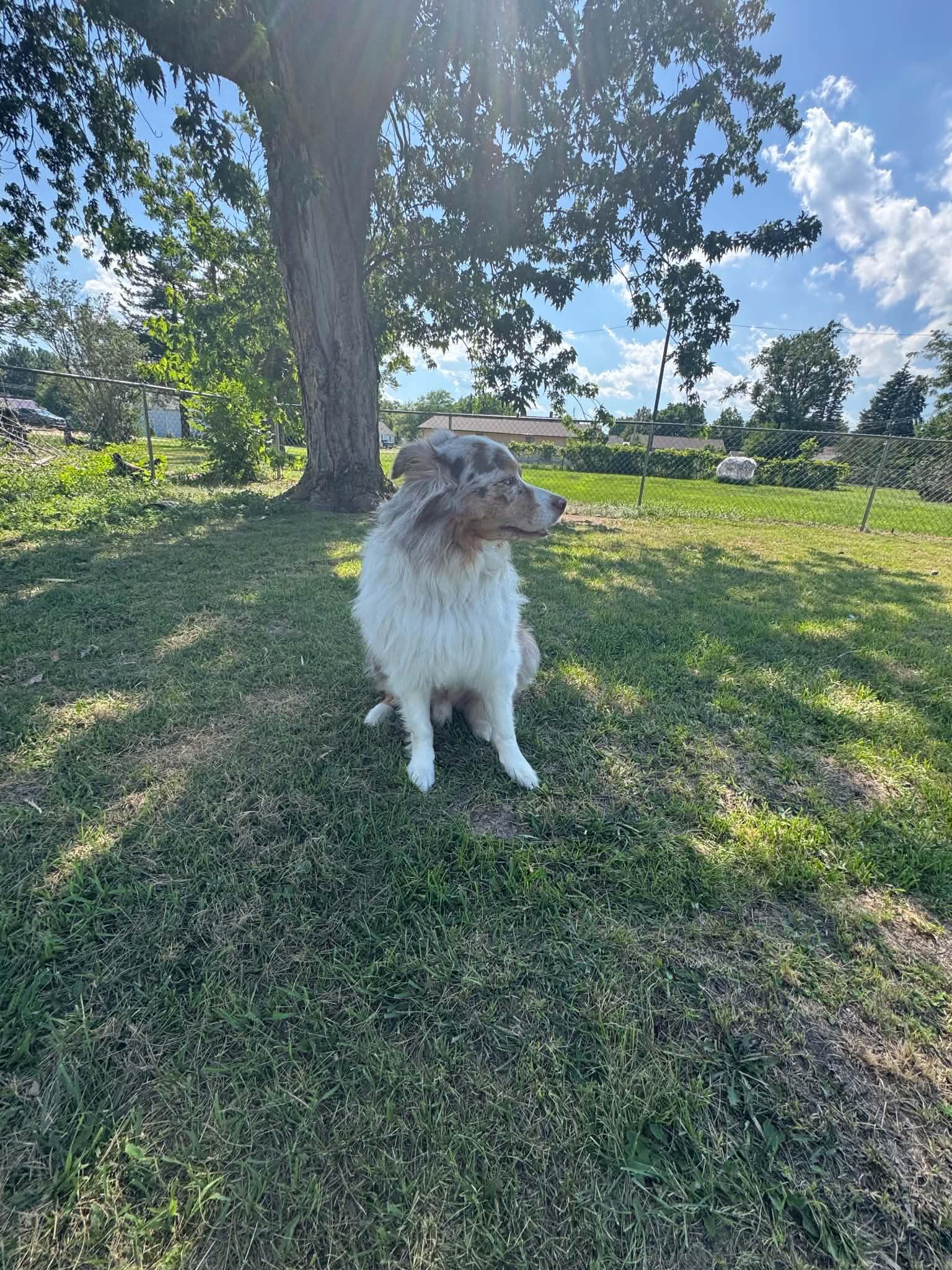 Chief, a ADOPTABLE Australian Shepherd in ONeill, NE image 5/6