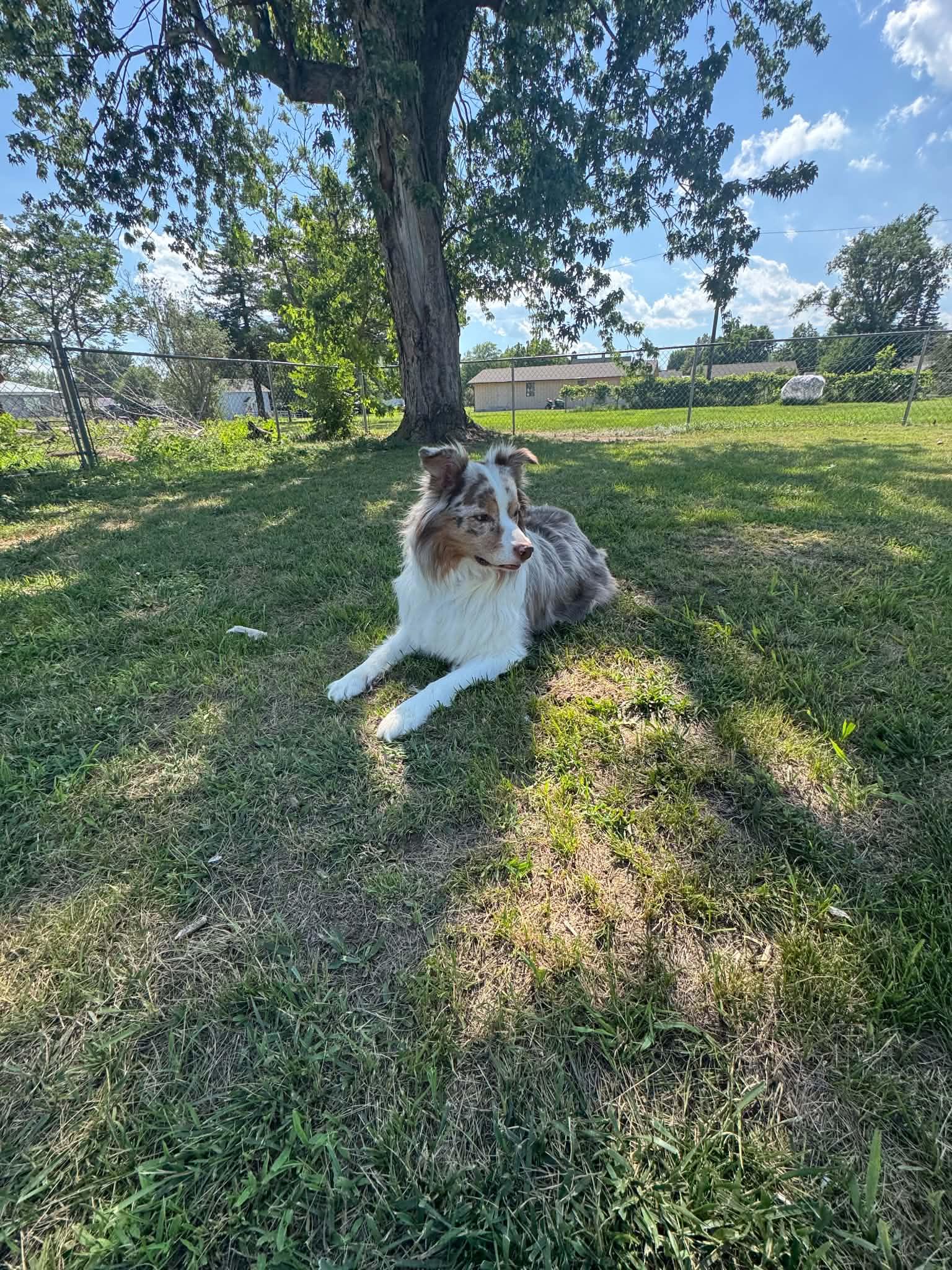 Chief, ADOPTABLE, Adult Male Australian Shepherd.