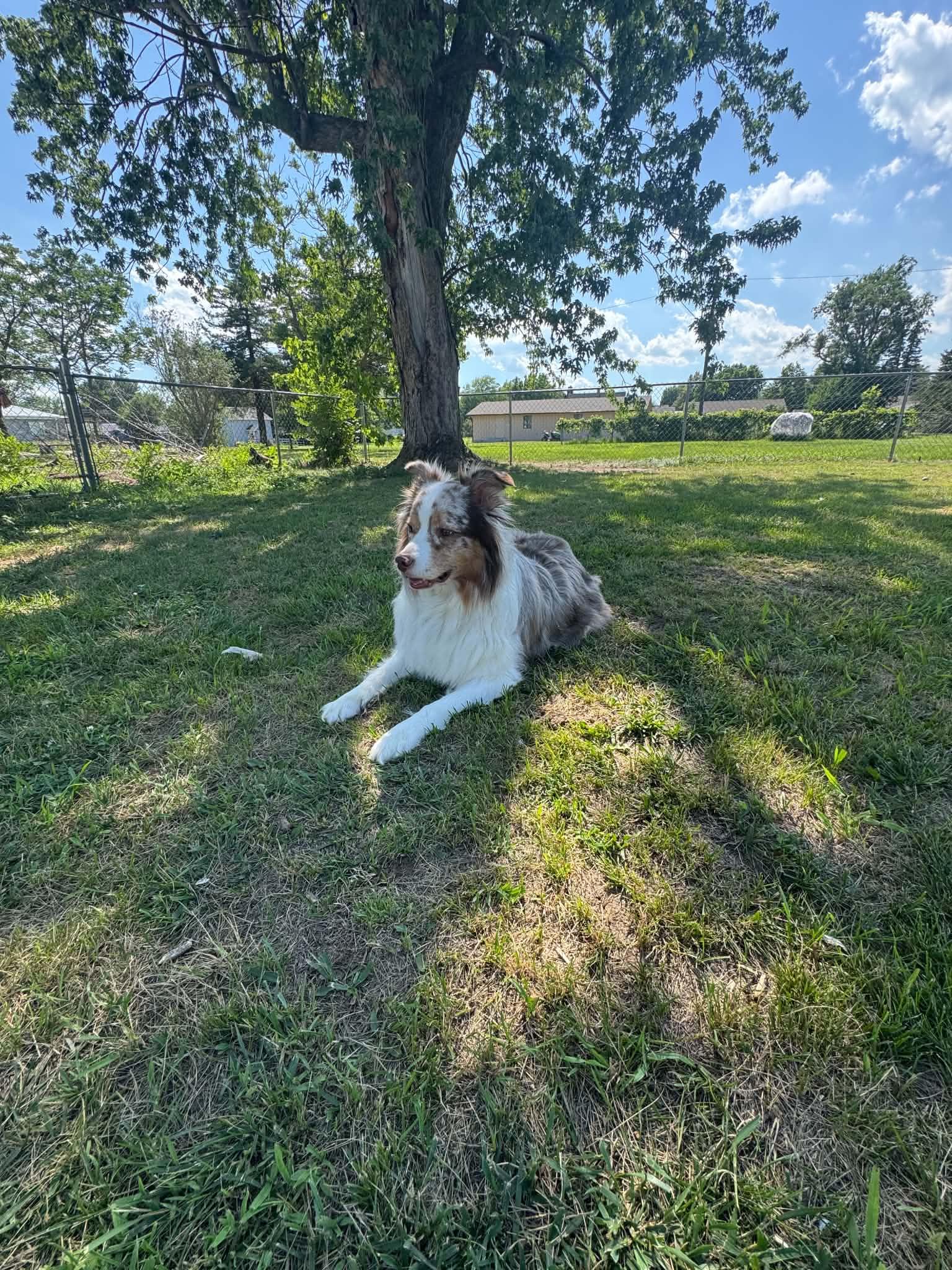 Chief, a ADOPTABLE Australian Shepherd in ONeill, NE image 2/6