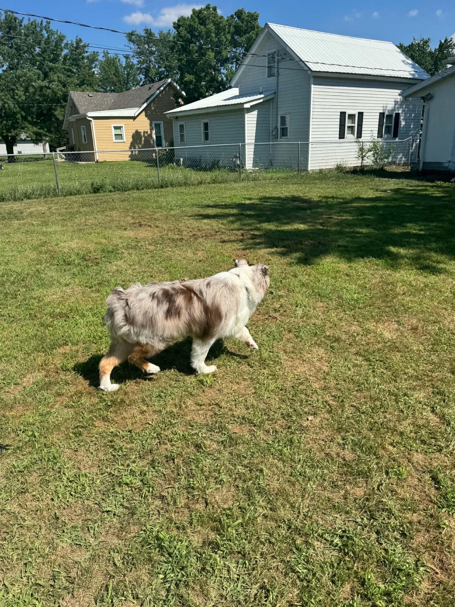 Chief, a ADOPTABLE Australian Shepherd in ONeill, NE image 3/6