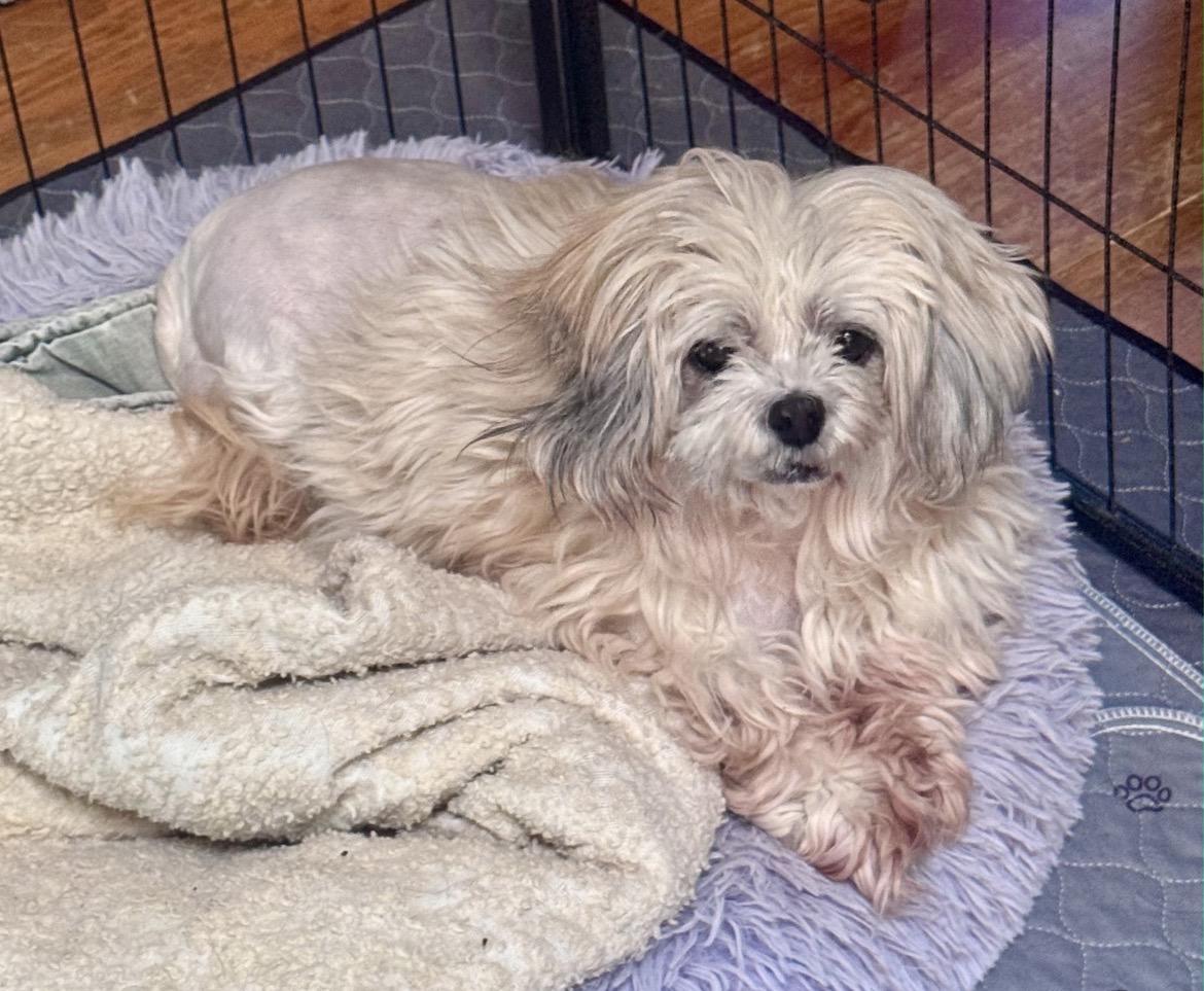 Enlarge Twinkles , a ADOPTABLE Lhasa Apso in Powell Butte, OR image 1/1