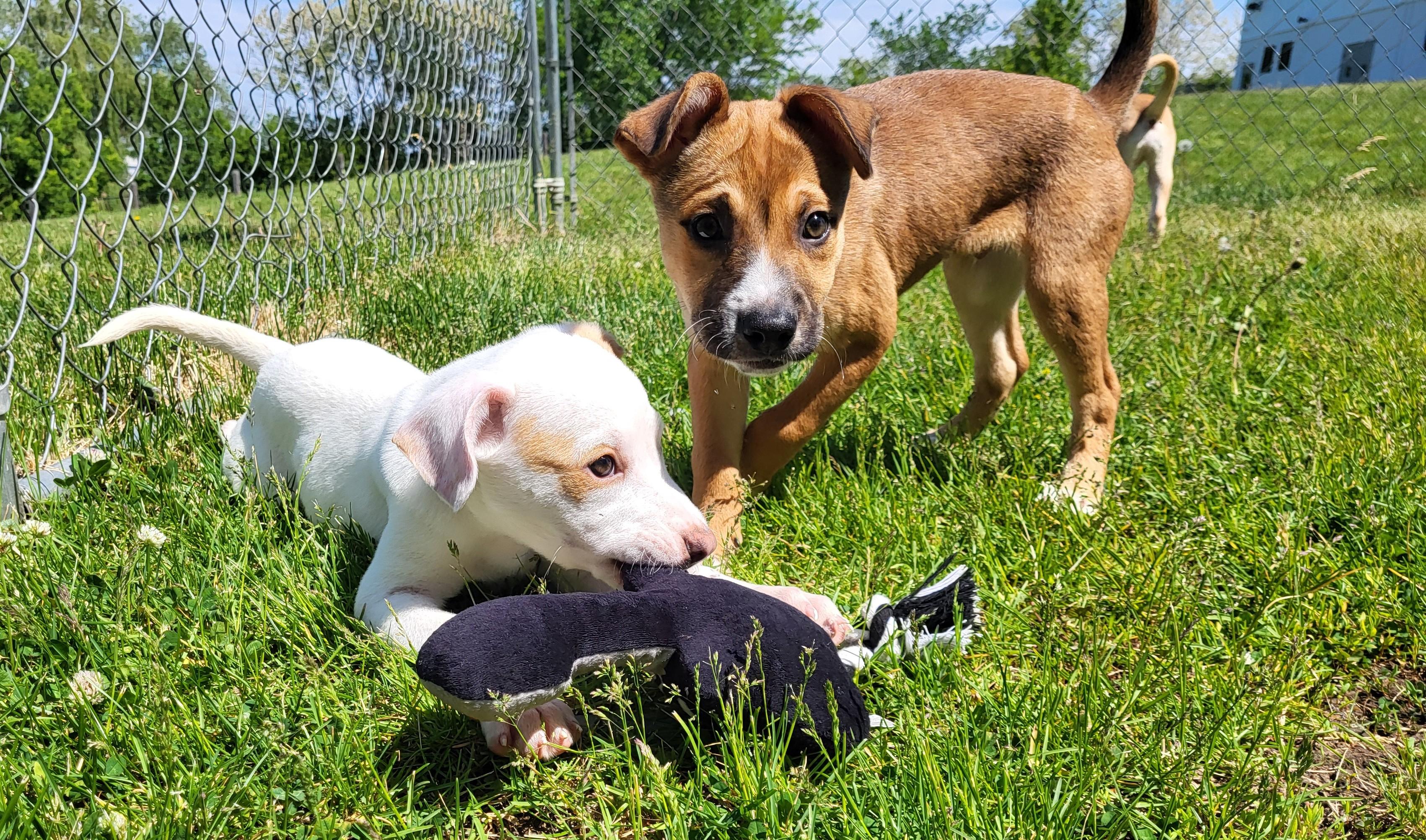 Enlarge Thunk, an adopted mixed breed in Grayslake, IL image 3/3
