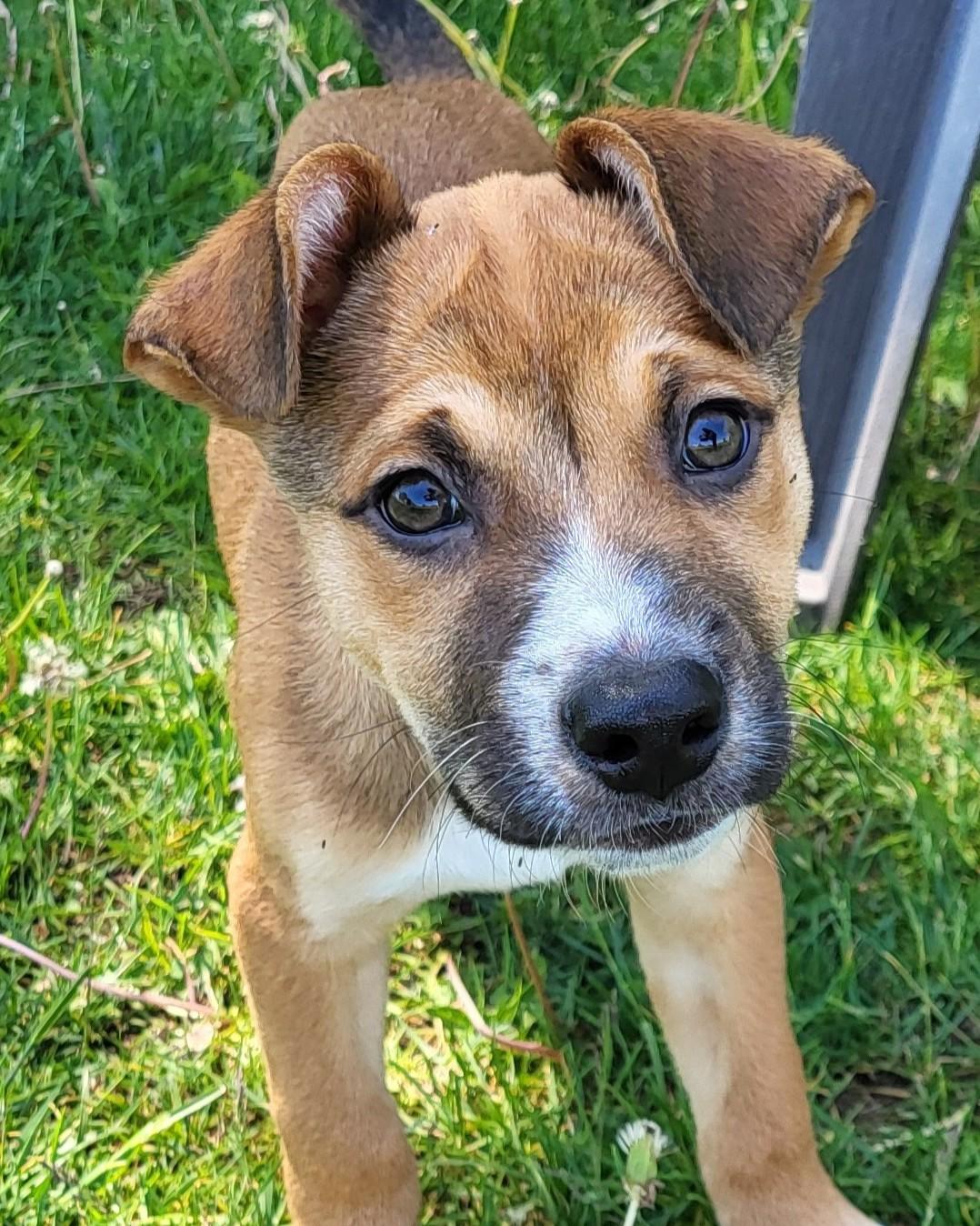 Enlarge Thunk, an adopted mixed breed in Grayslake, IL image 2/3