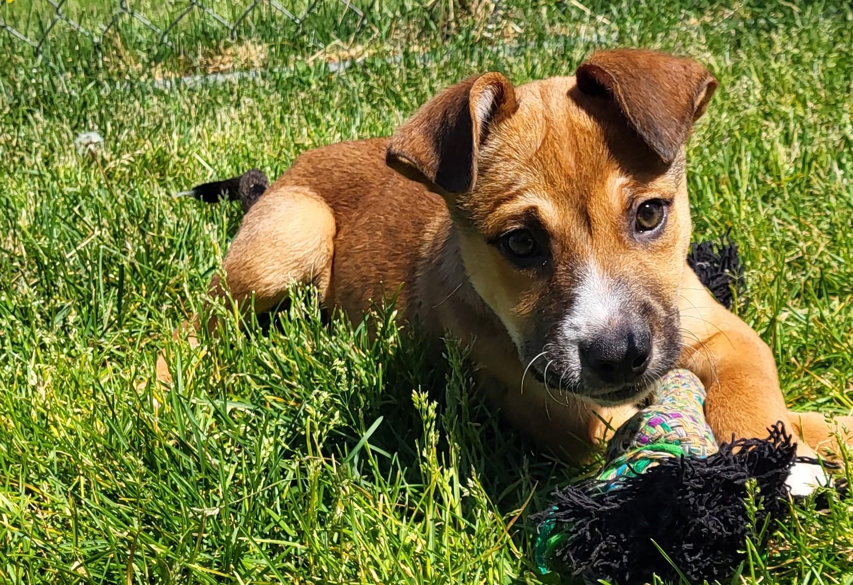 Enlarge Thunk, an adopted mixed breed in Grayslake, IL image 1/3