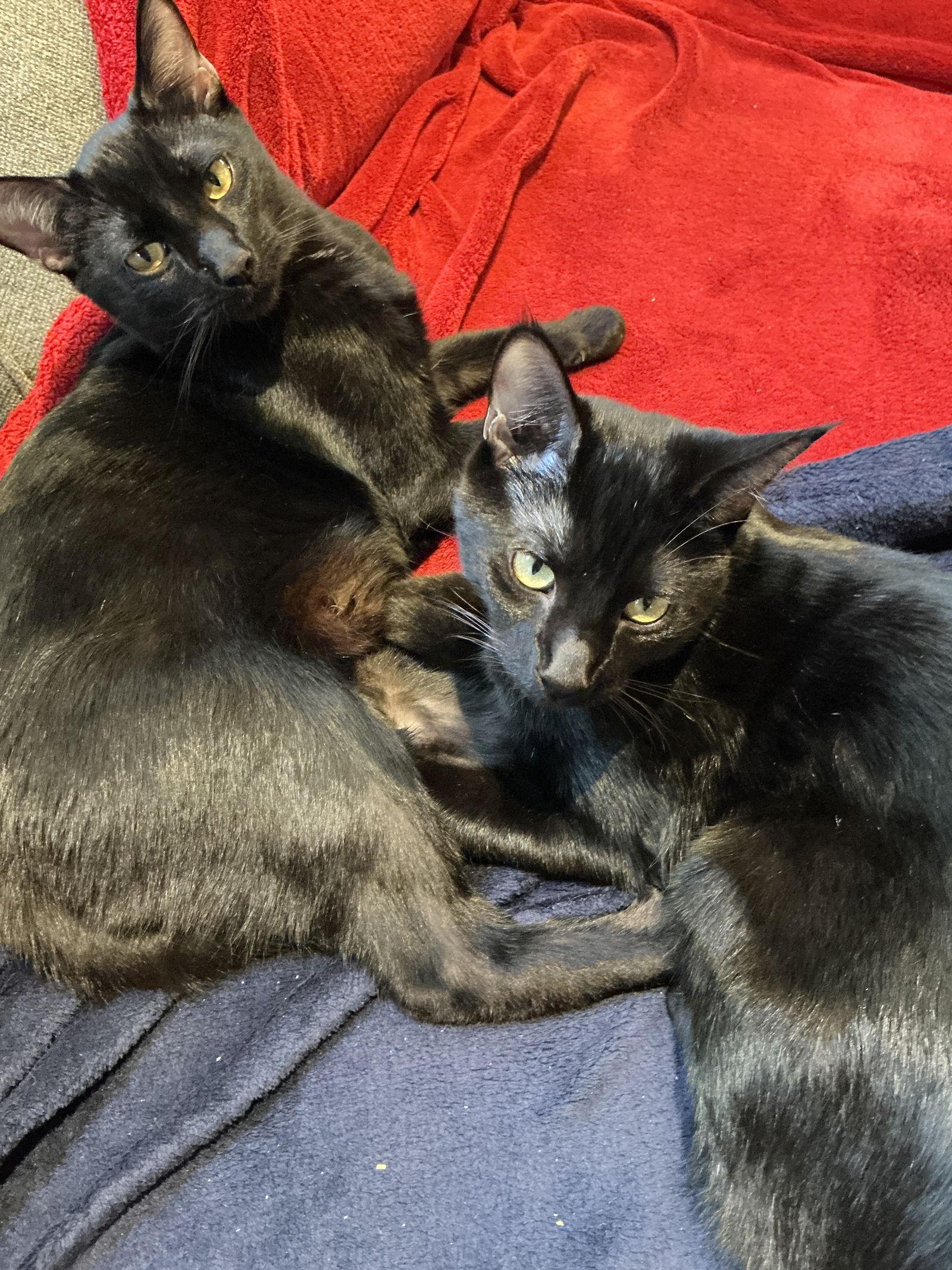 Enlarge Froyo (bonded with Gelato), a Adoptable Domestic Short Hair in Oakland, CA image 1/3