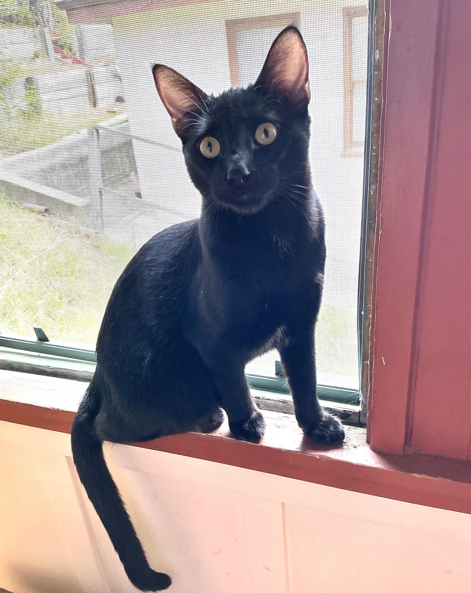 Froyo (bonded with Gelato), Adoptable, Young Male Domestic Short Hair.